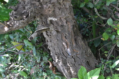 Sapium insigne
